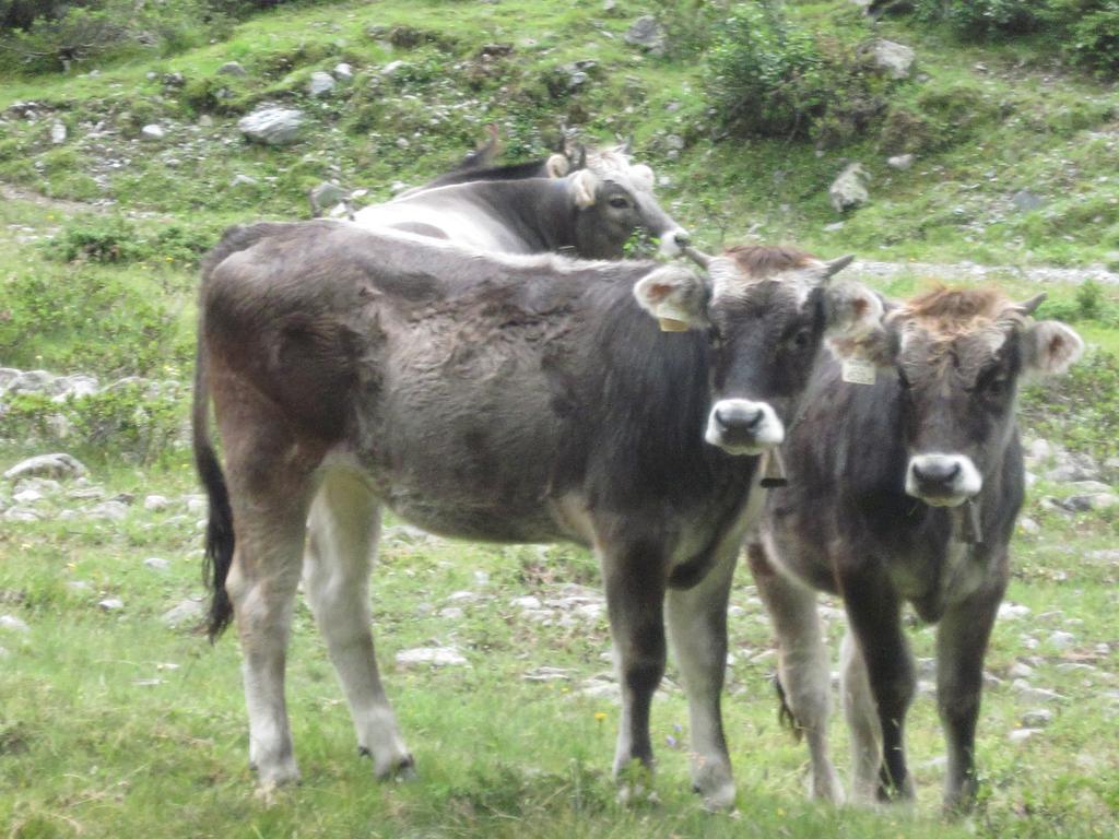 Gaestehaus Walch Fendels Dış mekan fotoğraf